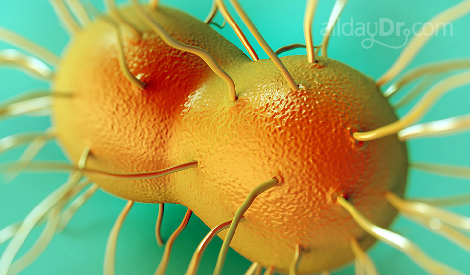 Gonorrhoea Gonorrhoea